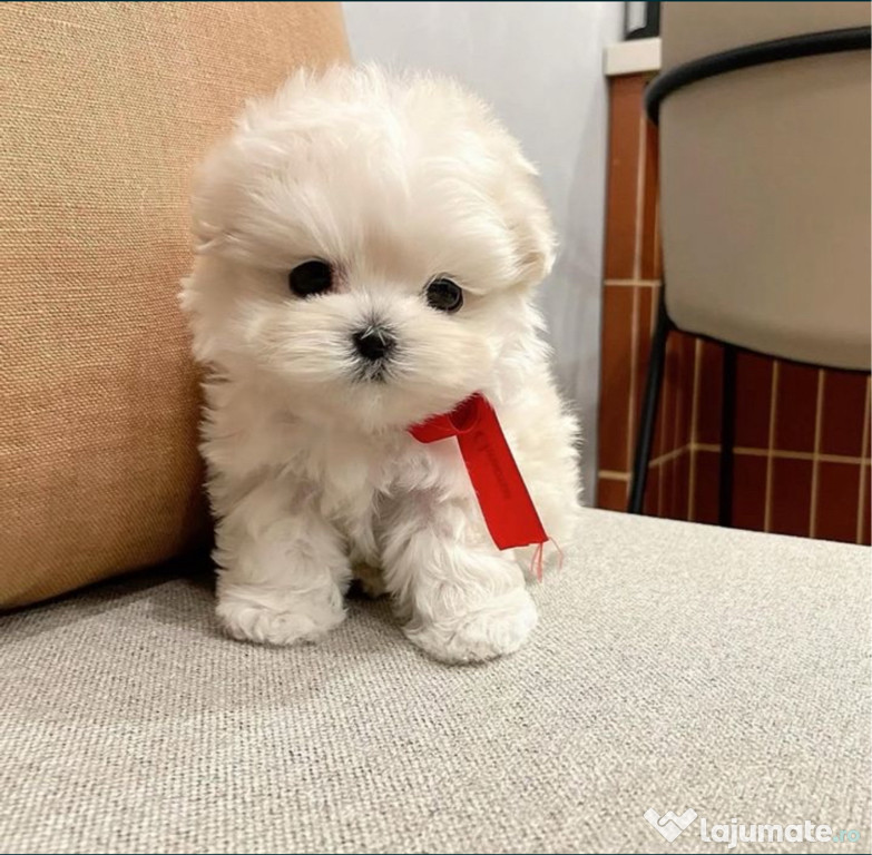 Bichon Maltez Mini Toy