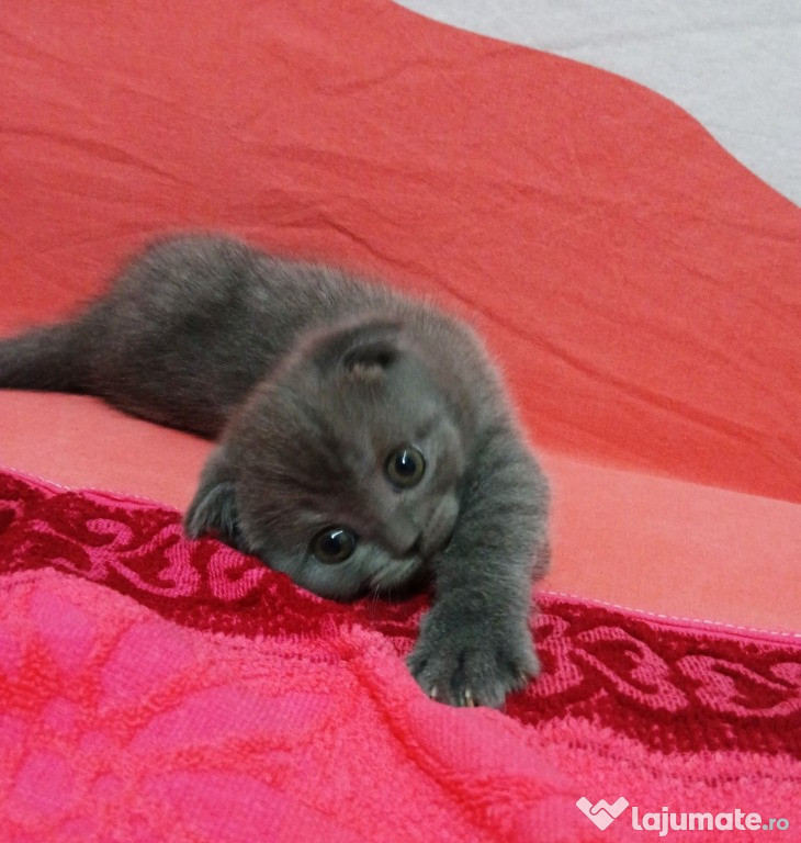 British shorthair blue