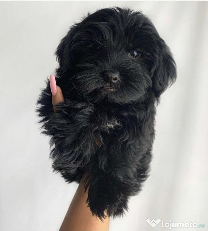 Bichon havanez mini toy black