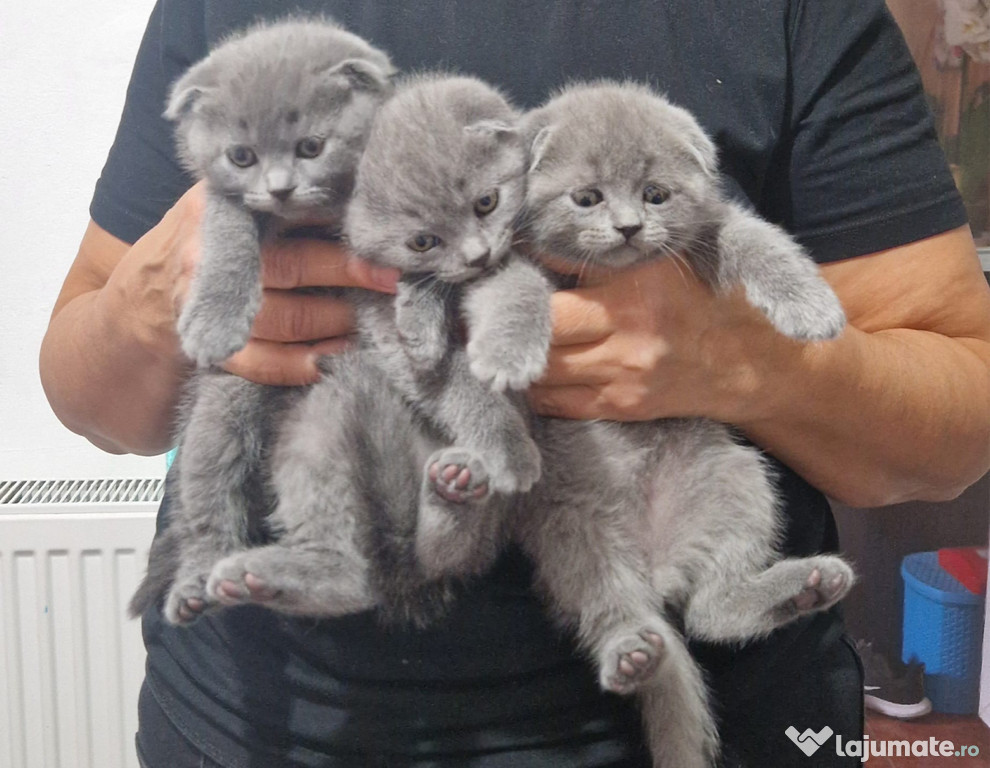 Scottish Fold Blue