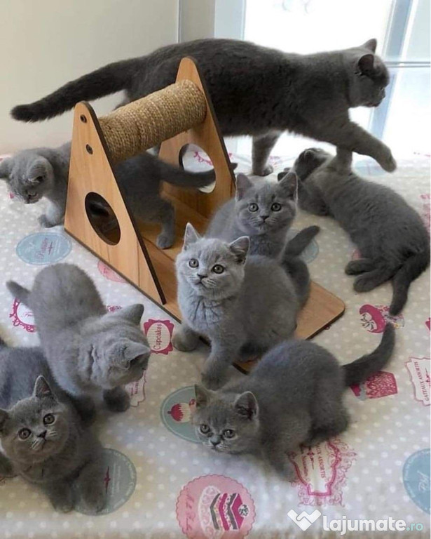 British shorthair pui