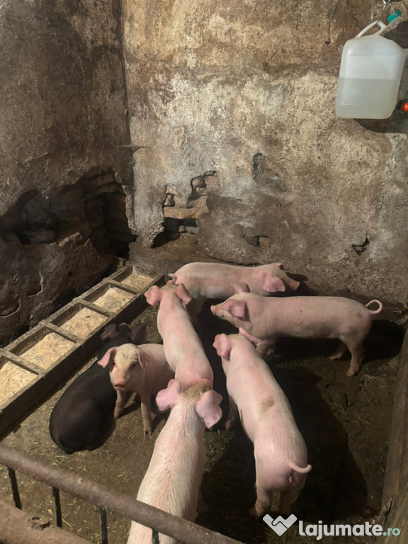 Vand 7 purcei sanatosi peste 12 kg
