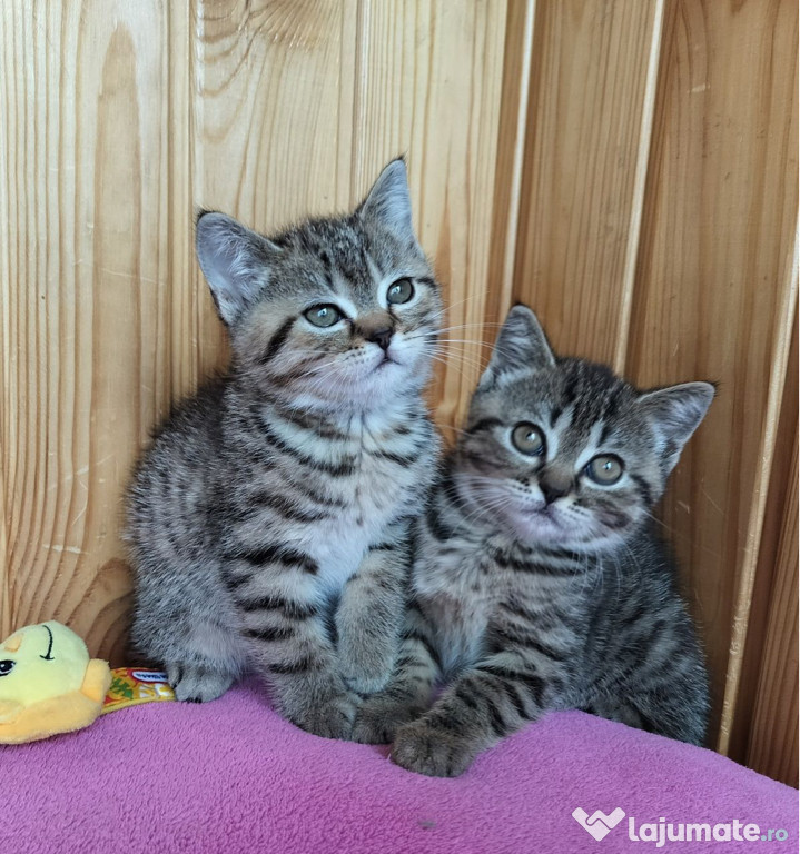 British shorthair pisoiasi