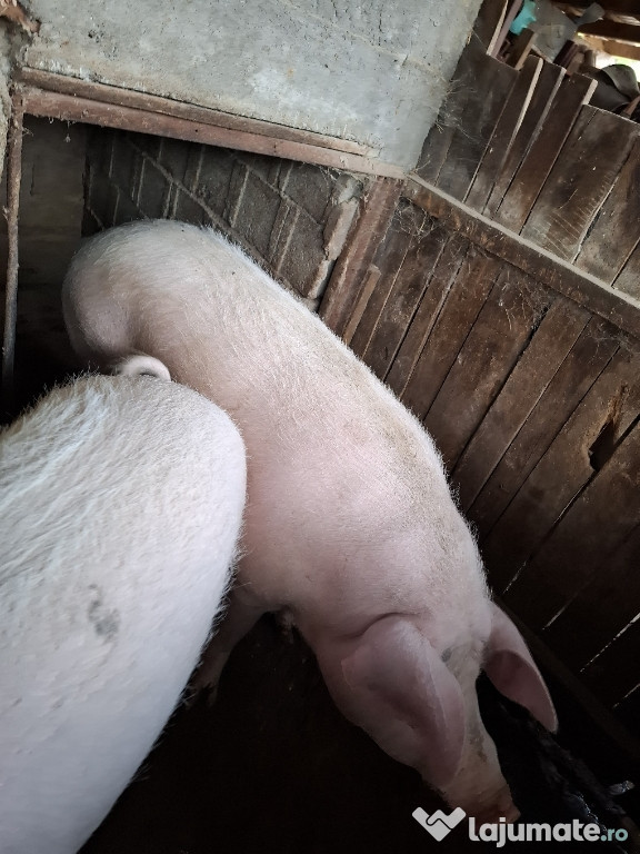 Porc 250kg de vanzare