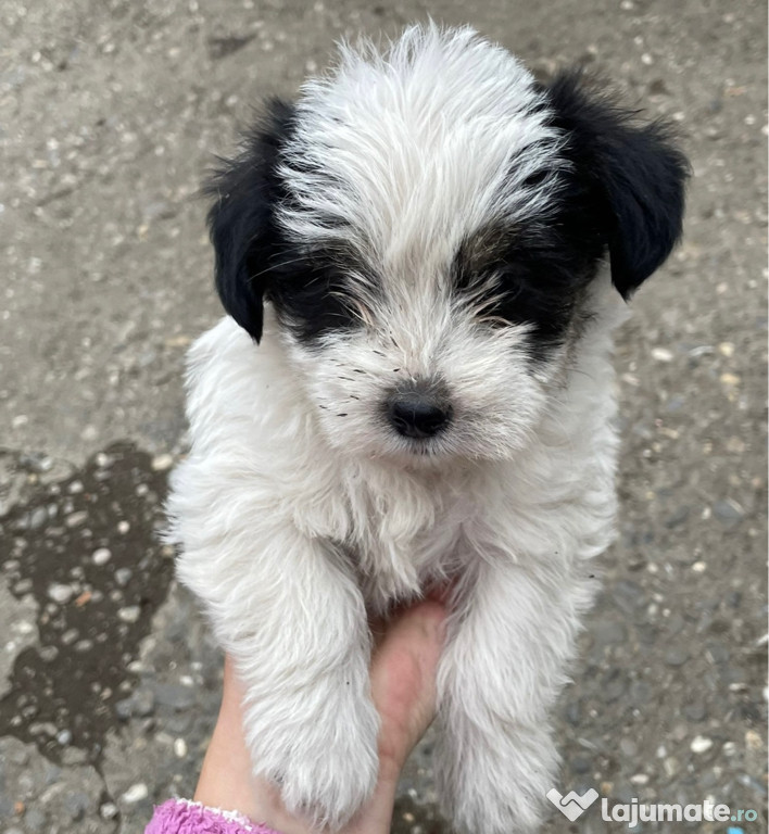 Ofer spre adopție 4 căței
