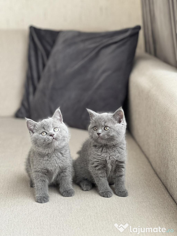British shorthair motănei și pisicuțe