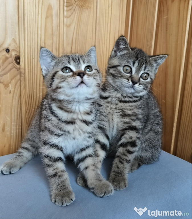 British shorthair puiuți