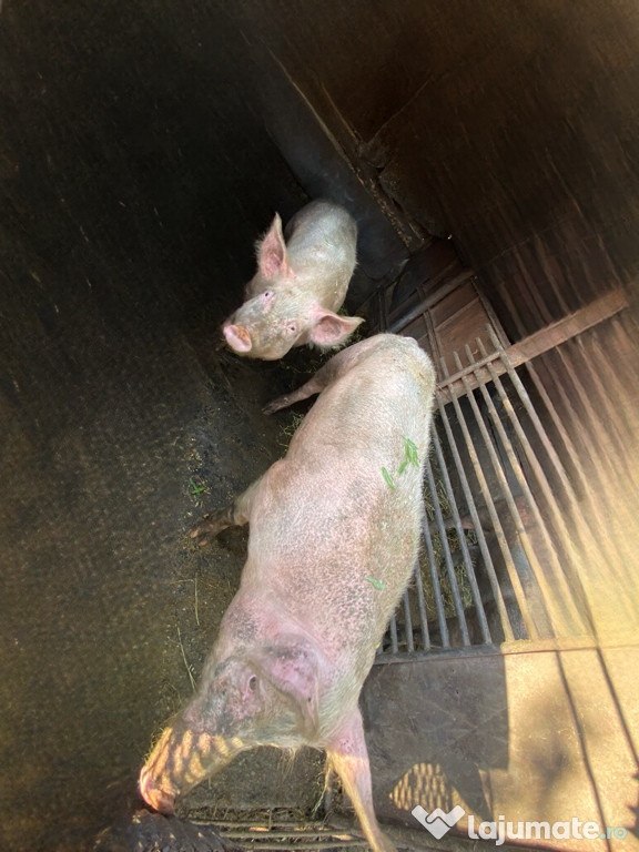 Porci de vânzare