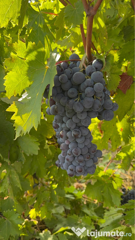 Struguri de masă și de vin