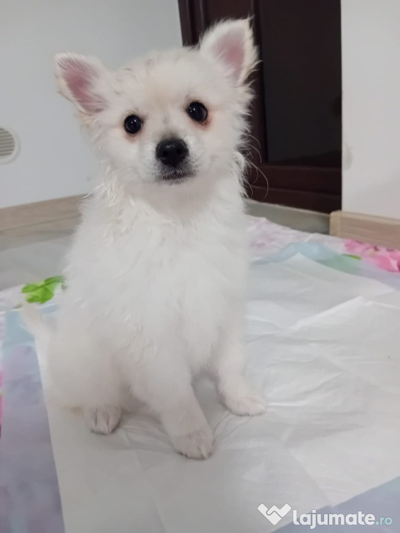 Cățeluși pomeranian de talie mica