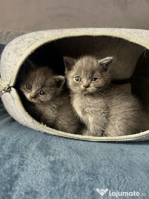 Pui British shorthair