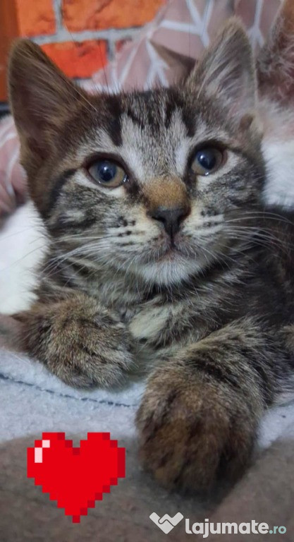 Adoptie pui de pisica Romina și Pompiliu