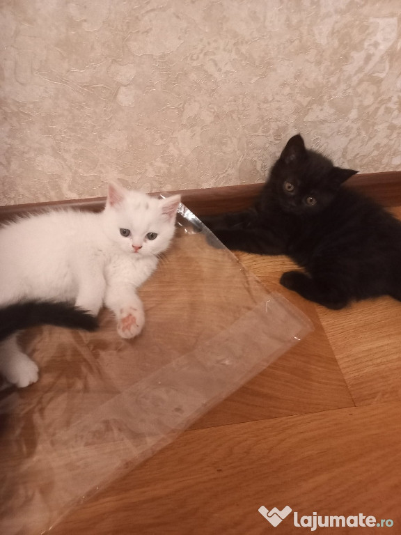 British shorthair White