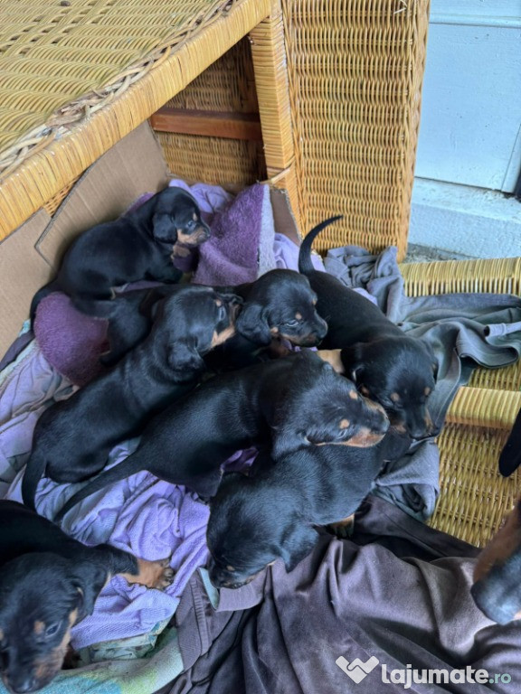 De vânzare căței rasa tekel