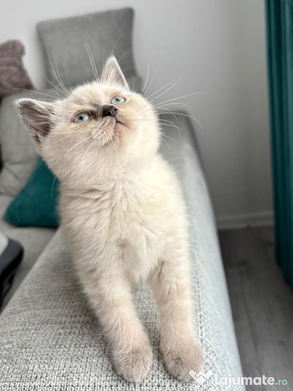 British Shorthair