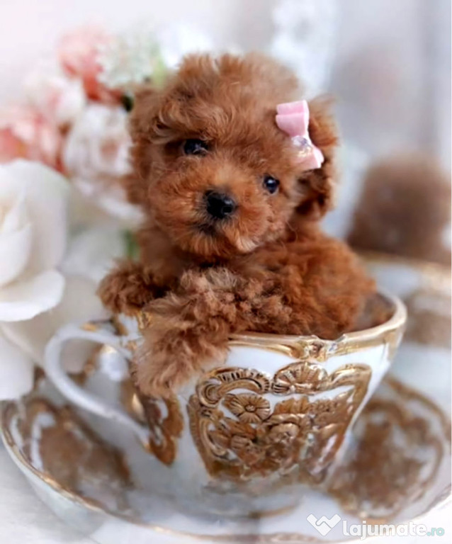 Pudel Red Brown Toy