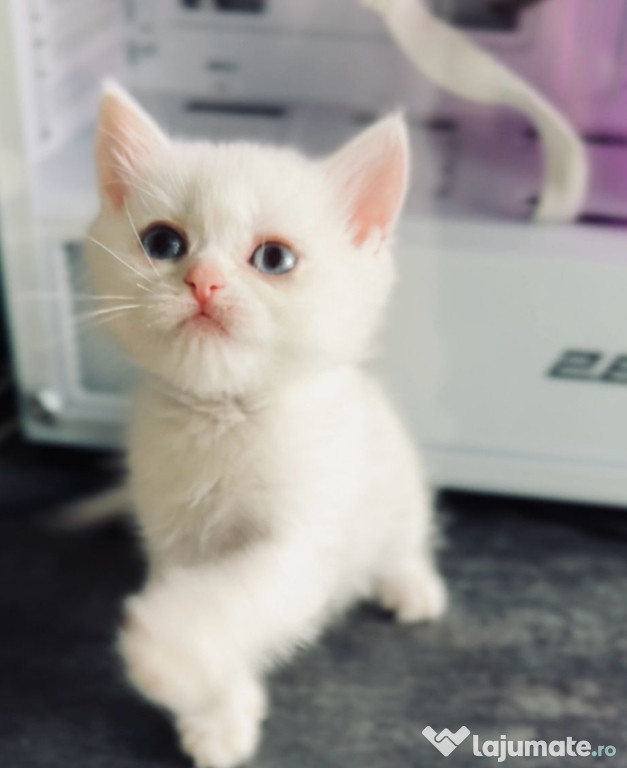 British White foate jucaus