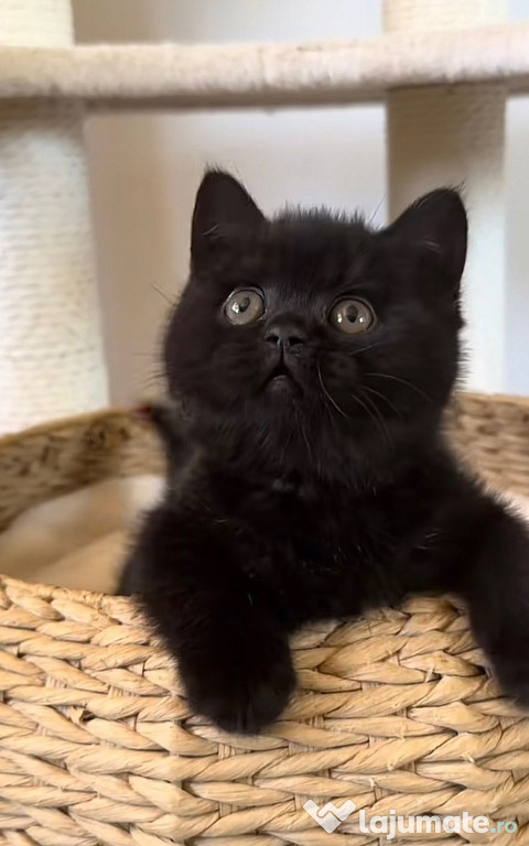 British shorthair puiuți superbi