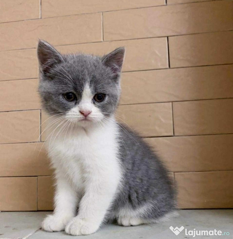 British Bicolor frumoși