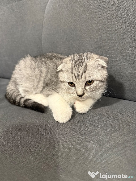 Vând pui de pisică scottish fold!