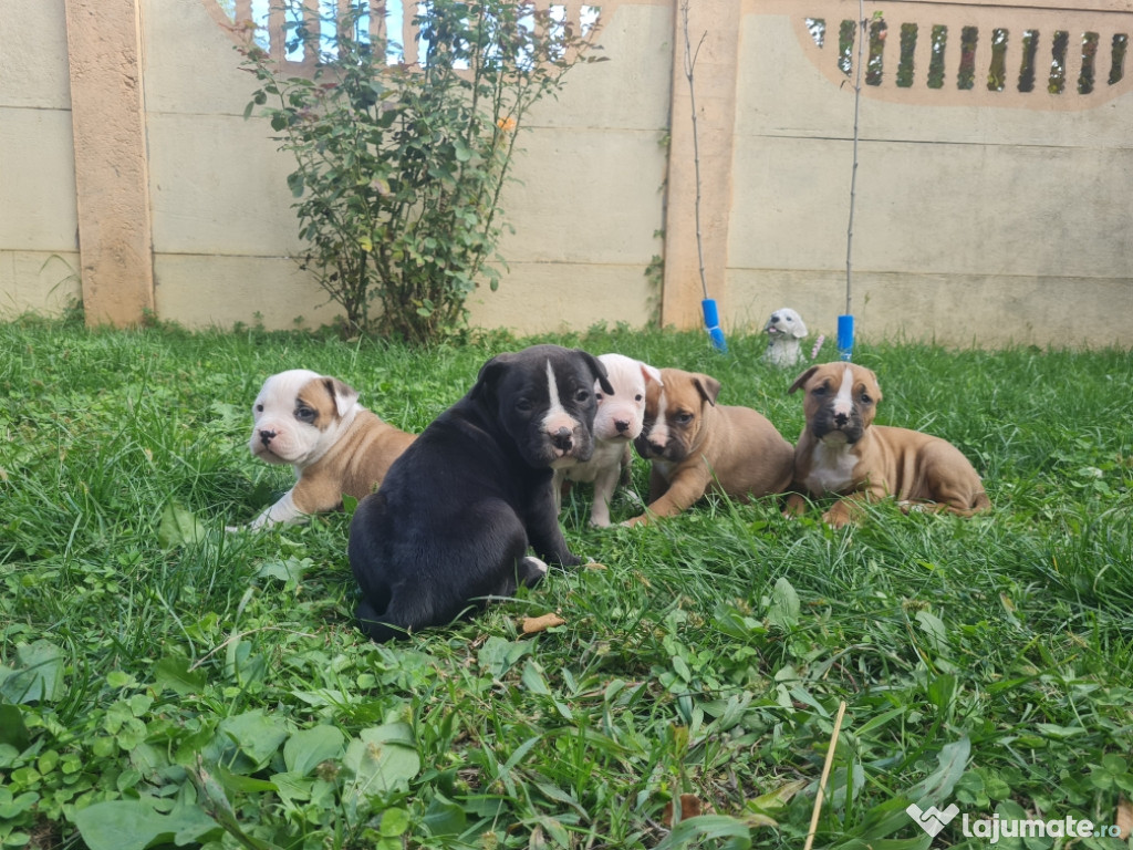 Amstaff American Staffordshire Terrier