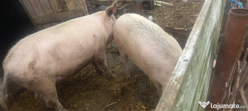 Porci de vânzare