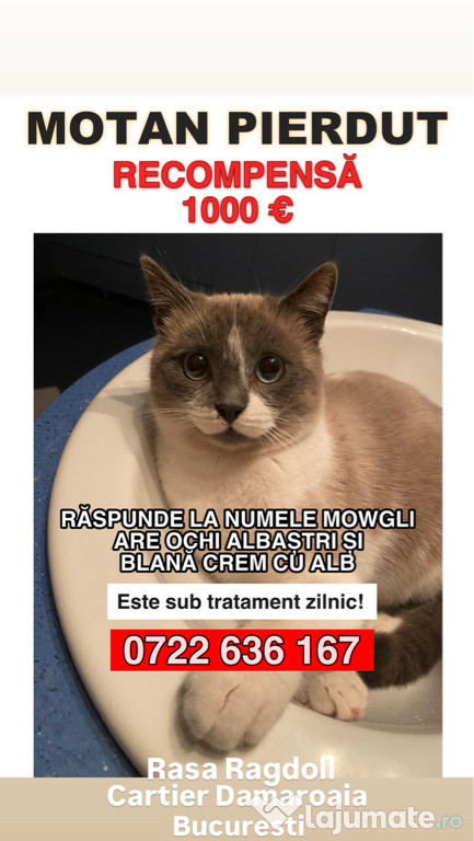 Motan Disparut Recompensa 1000 €