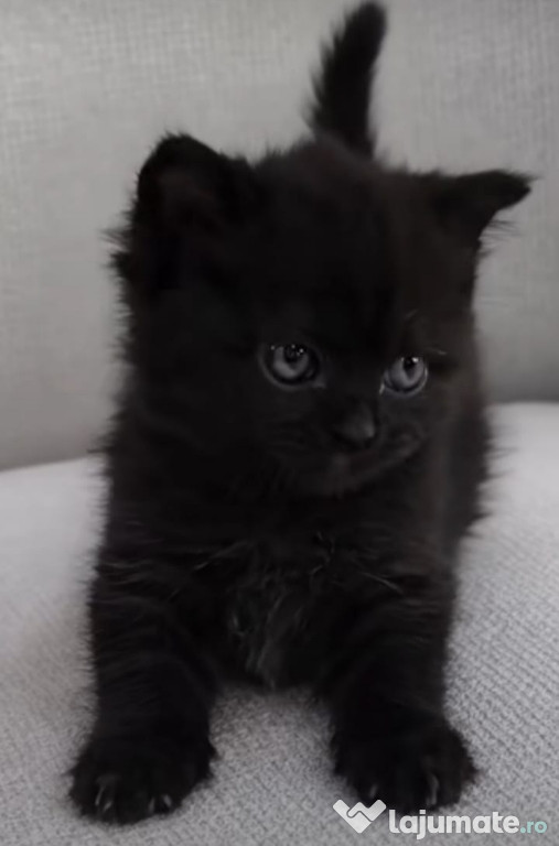 British Black super frumosi