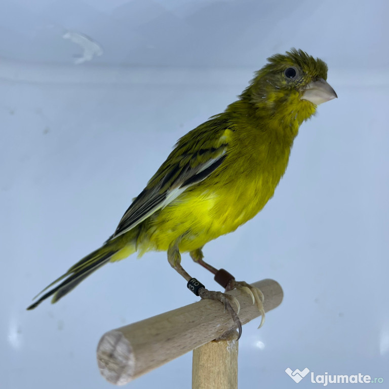 Canari rasa spaniolă