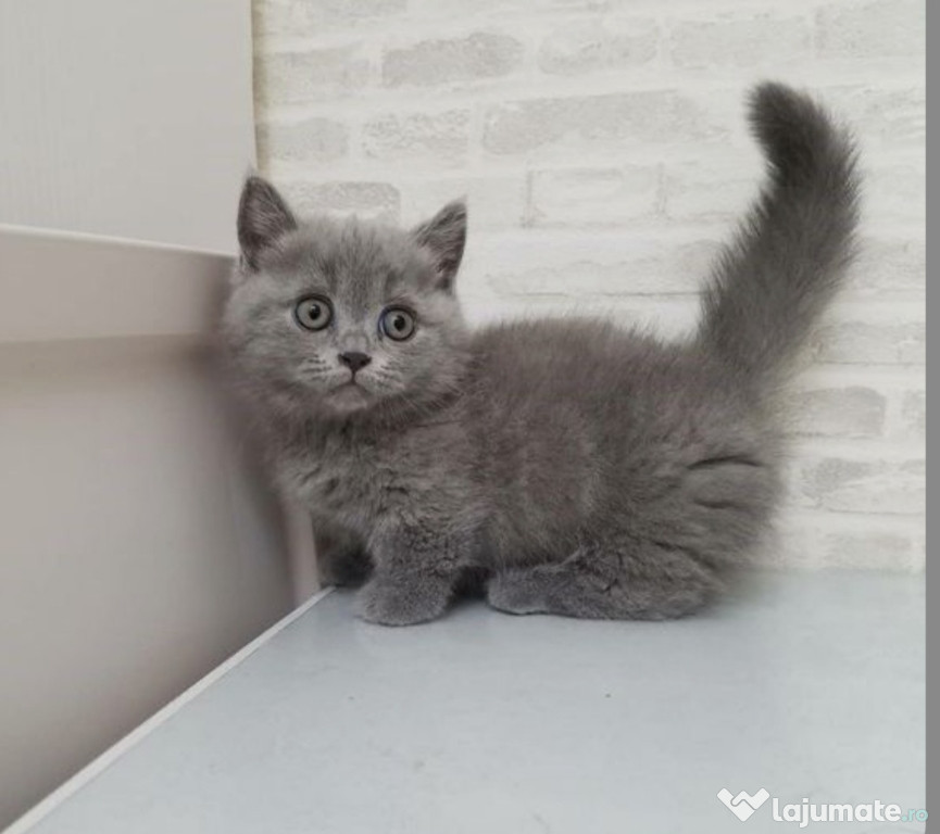 British shorthair Blue