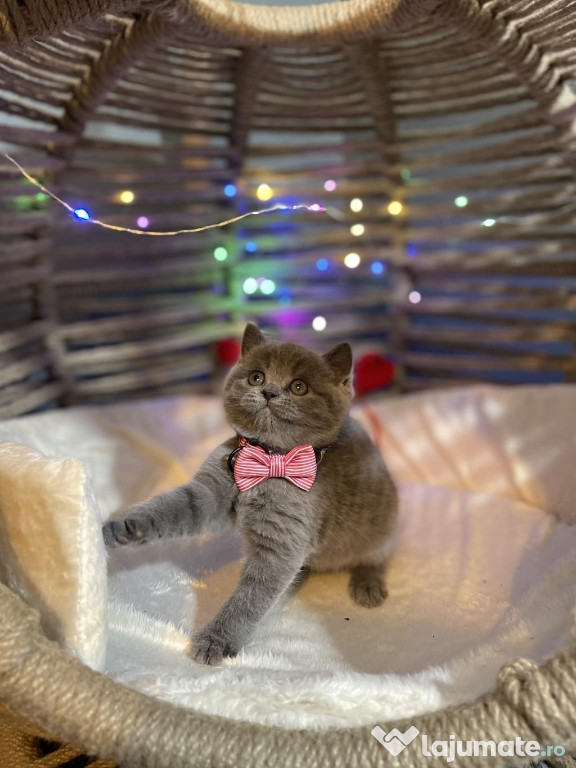 British shorthair