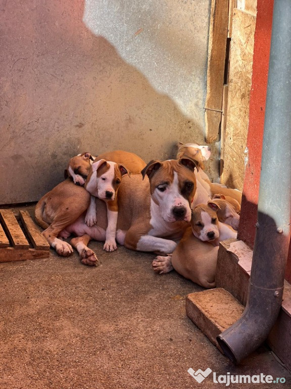 Vand pui amstaff