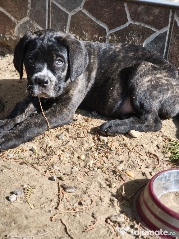 Căței cane corso ..