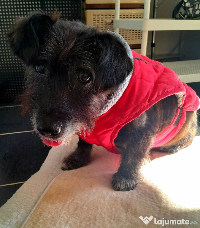 Adoptie caine talie medie