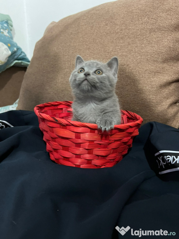 British Shorthair
