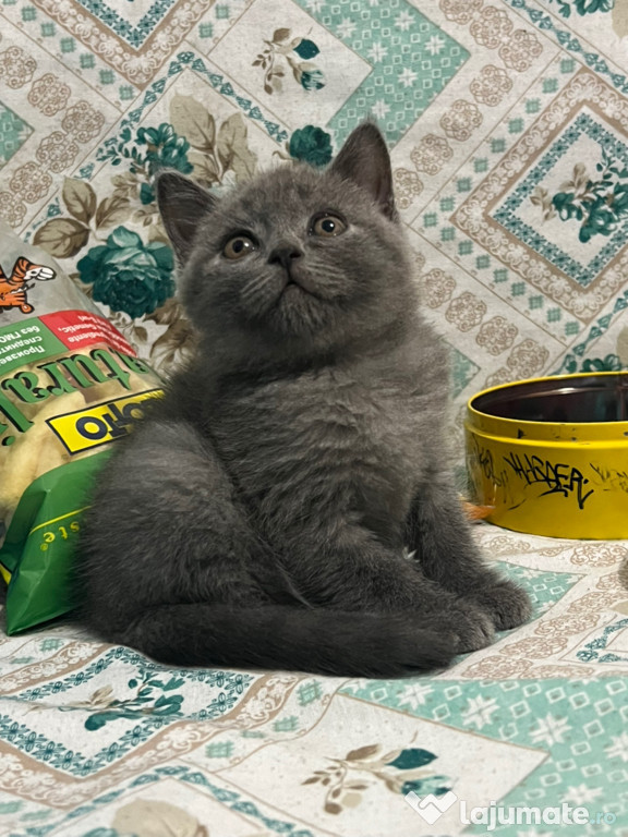 British Shorthair