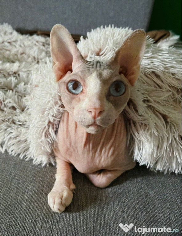 Pisicuță sphynx spre adopție