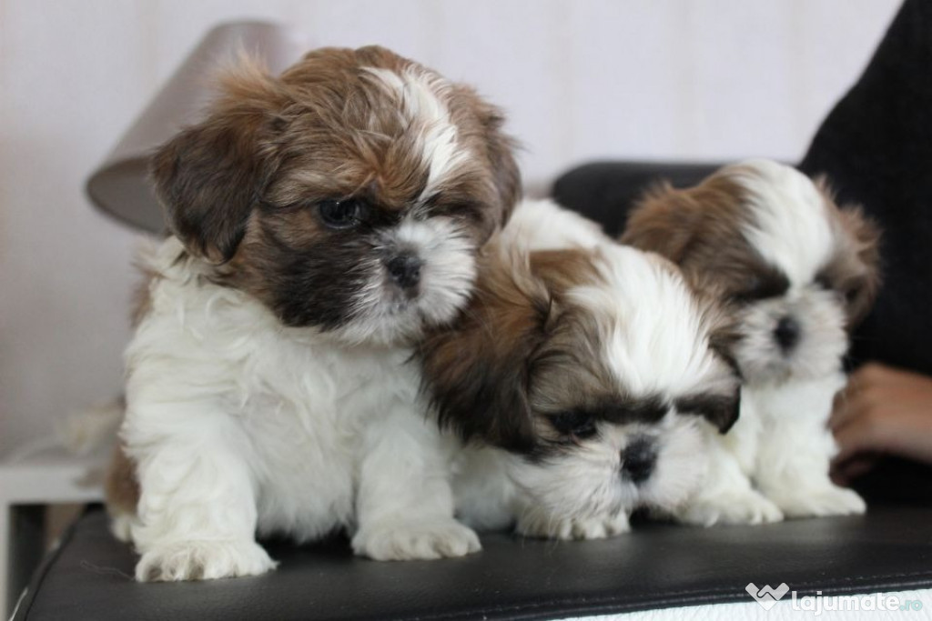 Shi Tzu femele şi masculi