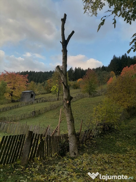 Vând lemn de nuc