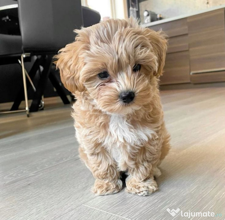 Maltipoo poodle mini toy apricot