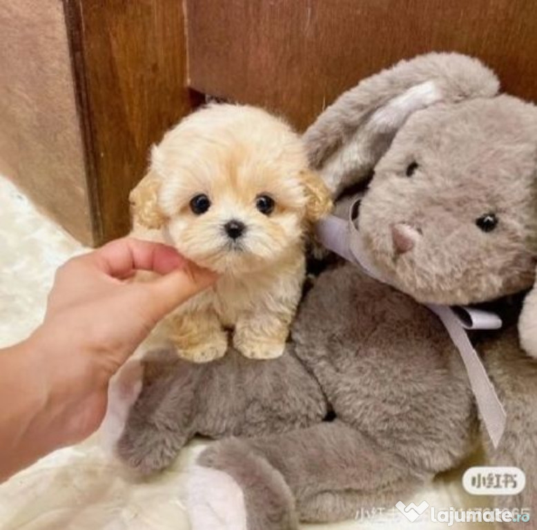 Maltipoo poodle apricot mini toy
