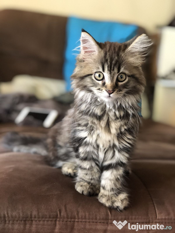 Maine coon băieței și fetițe