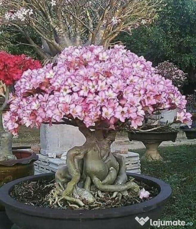 Seminte adenium si plumeria