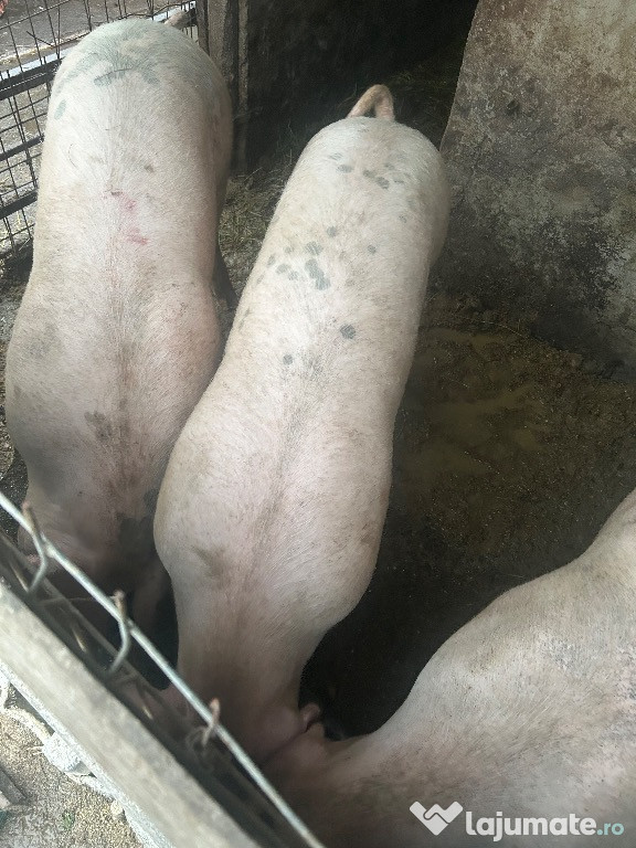 Porci pentru sacrificat