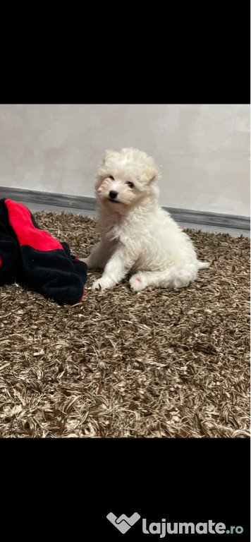 Bichon maltese alb