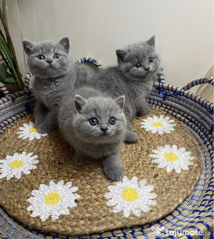 British Shorthair blue