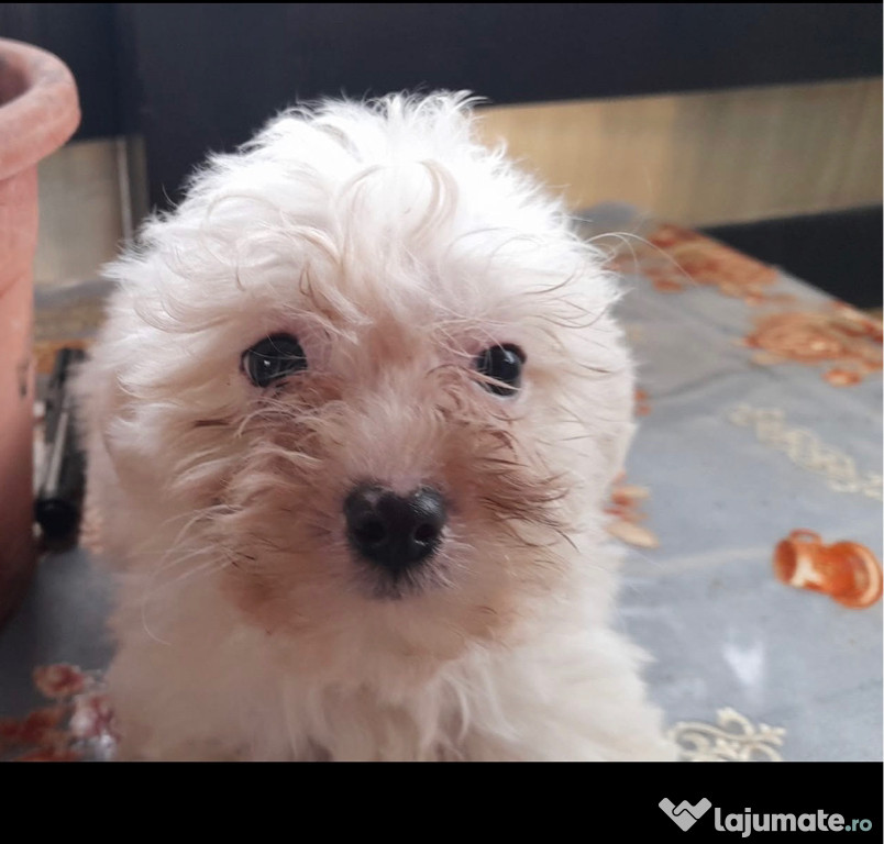 Bichon maltes 2 luni vaccinati si parazitati