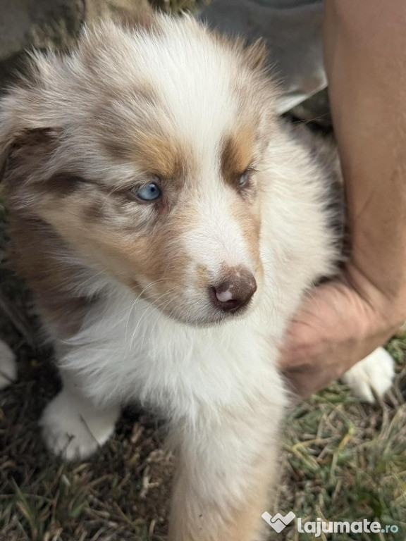 Pui ciobanesc australian