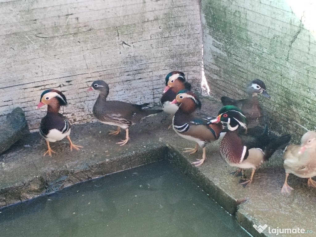 Rățoi Mandarin boboc de anul asta.