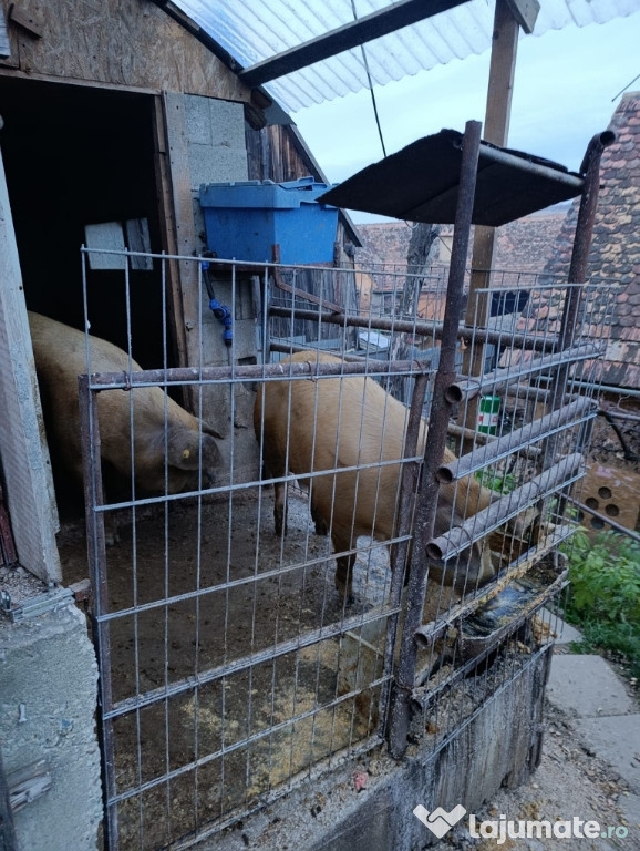 Vand porc pentru sacrificare